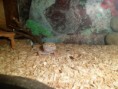 /album/nos-geckos/sam-1075-copie-jpg/